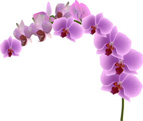 Fototapeta na wymiar orchid branch with lilac blooms on white