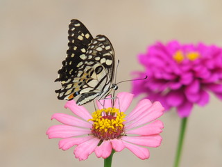 Flowers below butterfly
