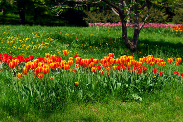 Beautiful colorful tulips in the park on a background of green trees, 