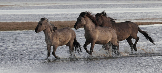 Konik Horse © Sjaak