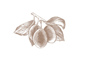 Branch of plum with leaves and fruit