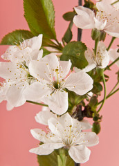Naklejka premium cherry flowers