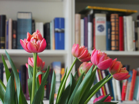 Wohnatmosph&auml;re: Tulpen vor B&uuml;cherwand