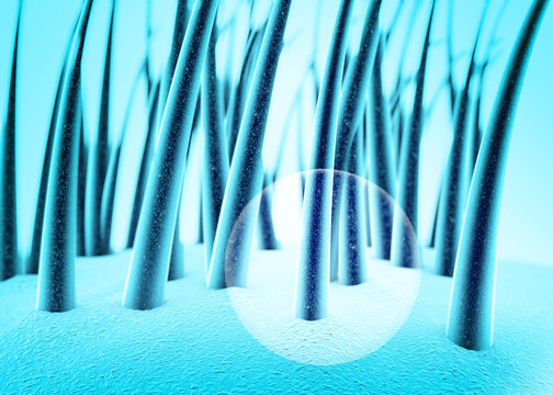 Cuoio capelluto, capello, salute dei capelli, tricologia, forfora, struttura del capello