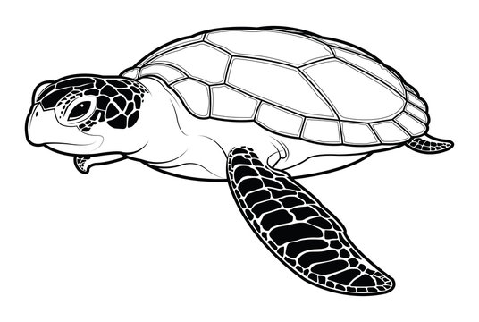 Sea turtle animal cartoon on white background.