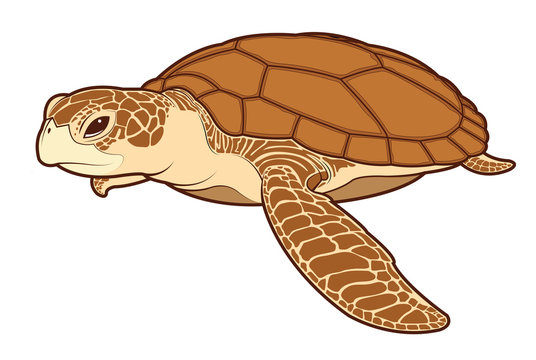 sea turtle color vector