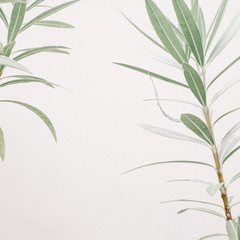 Fototapeta premium Green leaf plants near beige wall. Minimalistic floral background.
