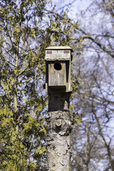 Rustic homemade birdhouse on top of a tall tree stump, pine tree in background