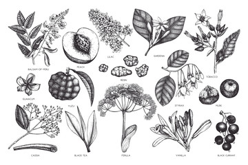 Vector floral collection. Vintage Hand drawn Perfumery and cosmetics ingredients set. Aromatic and medicinal plant. - obrazy, fototapety, plakaty
