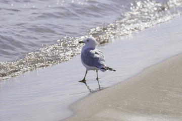 Ring billed gull bird walking into clear water on a sandy beach