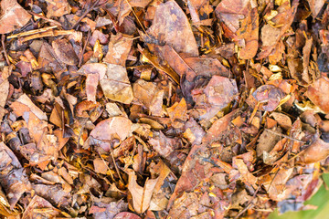 Dried leafs texture