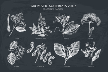 Vector collection of hand drawn Aromatic plants illustration. Perfumery and cosmetics ingredients sketch set.