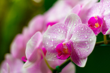 Fototapeta na wymiar Beautiful Orchid Flower