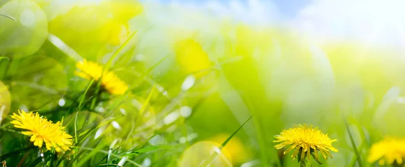 Photo sur Plexiglas Printemps art abstrait floral printemps ou fond d& 39 été avec de l& 39 herbe fraîche et des fleurs de printemps