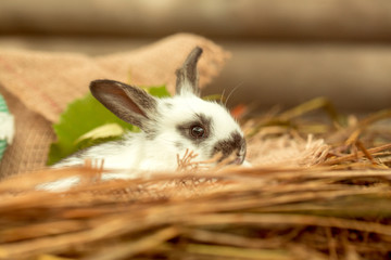 Cute rabbit bunny sitting in natural hay