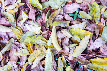 Dried Tree Leaf Background