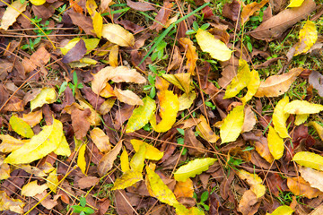 Naklejka premium Dried Tree Leaf Background