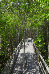 Fototapeta premium Wood path way among the Mangrove forest, Thailand