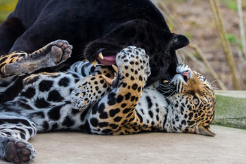  Leopard and black leopard, panthers playing together 