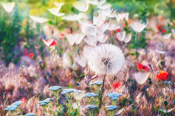 A glade with different colors, a gentle fluffy dandelion and flying fuzz. A warm beautiful joyful image, a sunny pleasant light. A beautiful summer, spring natural look.   © Ann Stryzhekin