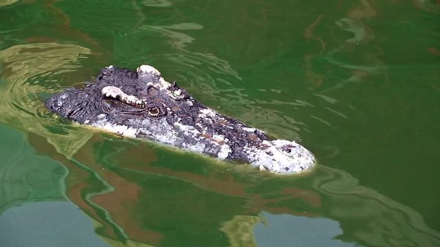 head of a crocodile in the water 