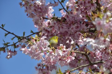 早咲きの河津桜に、蜜を吸いに来たメジロです。
