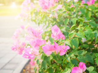 Obraz premium Pink Bougaville flower blooming in the garden