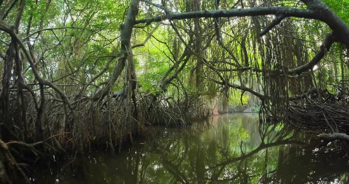 Mangroves massive root system exposed in low tide in river channel. Unique ecosystem environmet of tropical forest with humid climate and old twisted trees growing thick and densely in salted water