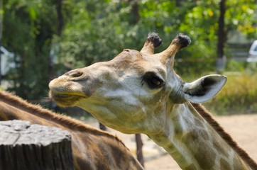 Obraz premium giraffe