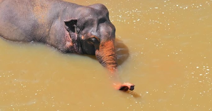 Big Asian elephat bathing in river and splashing water with trunk to cool and chill its body. Portrait of Sri Lanka elephant relaxing and washing in muddy waterhole