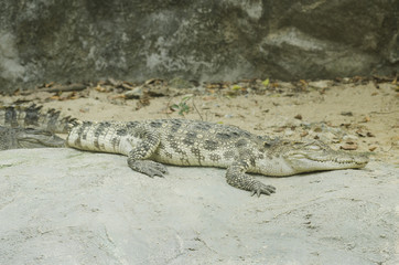 crocodile