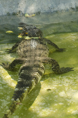 crocodile