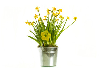 daffodils