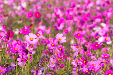 Obraz premium Cosmos flowers background