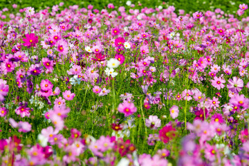 Fototapeta premium Cosmos flowers background