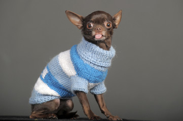adorable chihuahua dog in a striped sweater - 141858992