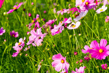 Cosmos flowers background