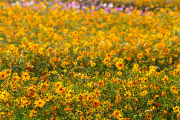 Obraz premium Cosmos flowers background