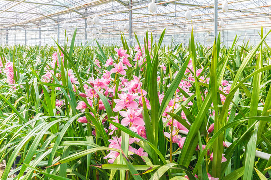 Pink orchid in a Dutch greenhouse