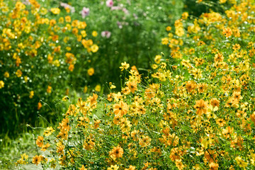 Fototapeta premium Cosmos flowers background