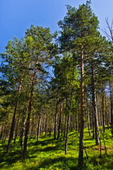 Pine tree forest at Divcibare mountain