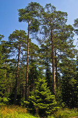Obraz premium Small fir in front of large pine trees at Divcibare mountain, west Serbia