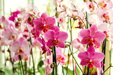 Fototapeta na wymiar beautiful pink orchid flower room