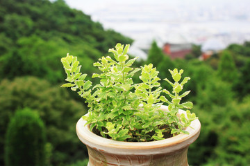 Green tree in a clay pot with mountain view in Kobe, Japan