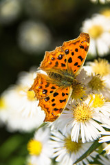 Butterfly and white daisies.