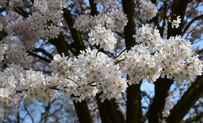zarte Blüten, Frühling, Hintergrund