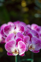 Orchid Flower background