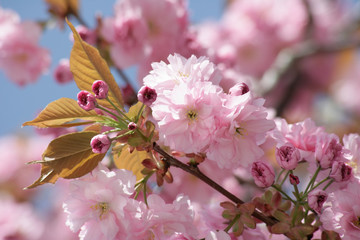 Fototapeta na wymiar blooming cherries on spring day