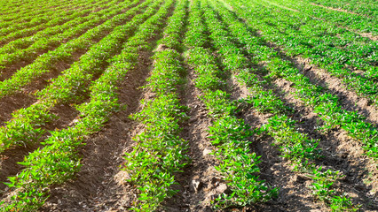 sweet potatoes farm