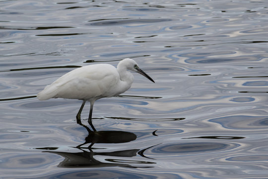 The white heron on the lake